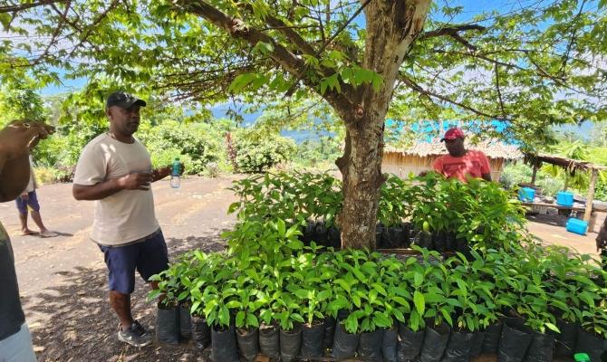 tree planting